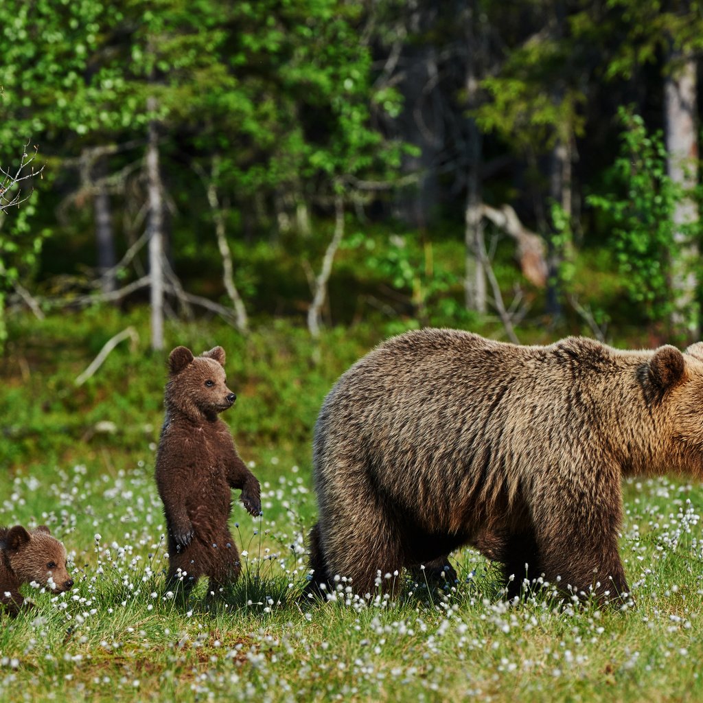 Обои трава, природа, полевые цветы, медведи, медведица, медвежата, grass, nature, wildflowers, bears, bear разрешение 4200x2795 Загрузить