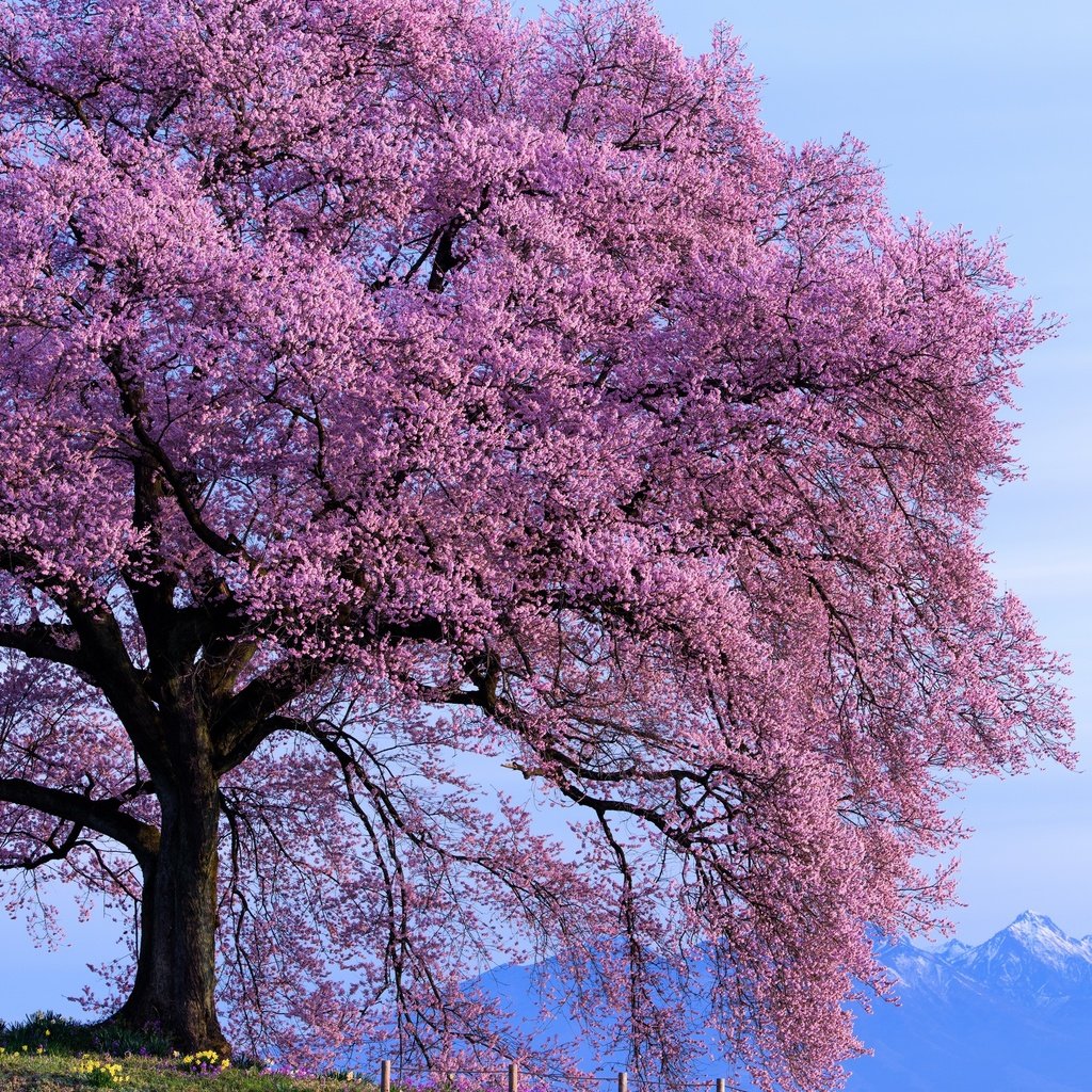 Обои небо, горы, дерево, цветение, весна, солнечно, the sky, mountains, tree, flowering, spring, sunny разрешение 2800x1869 Загрузить