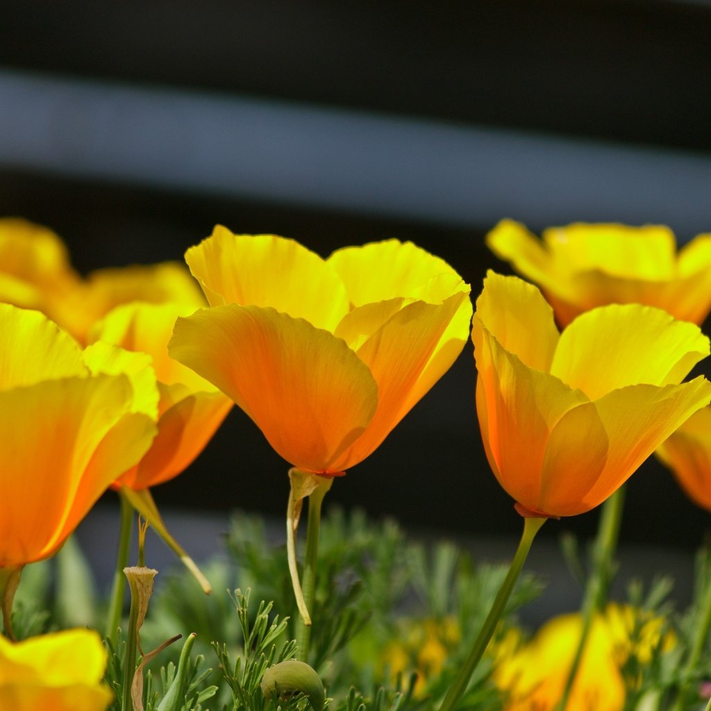 Обои цветы, лепестки, весна, эшшольция, калифорнийский мак, flowers, petals, spring, escholzia, california poppy разрешение 2136x1424 Загрузить