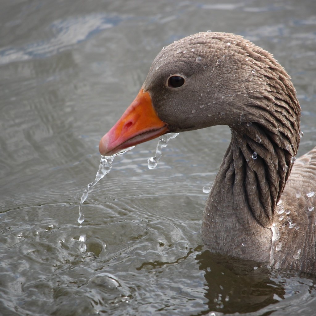 Обои вода, капли, птица, клюв, перья, гусь, water, drops, bird, beak, feathers, goose разрешение 5184x3456 Загрузить