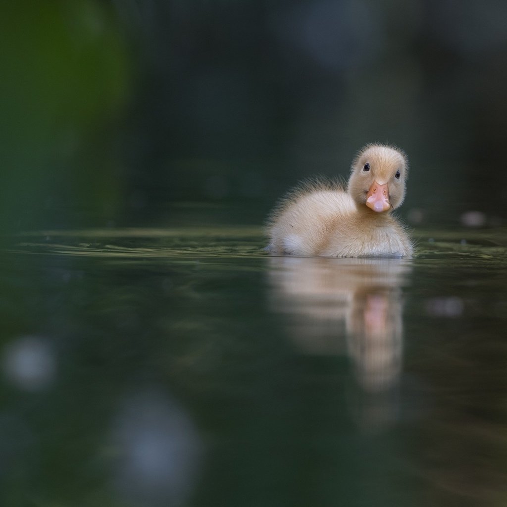 Обои вода, птица, клюв, утка, плывет, утенок, уточка, water, bird, beak, duck, floats разрешение 2000x1333 Загрузить