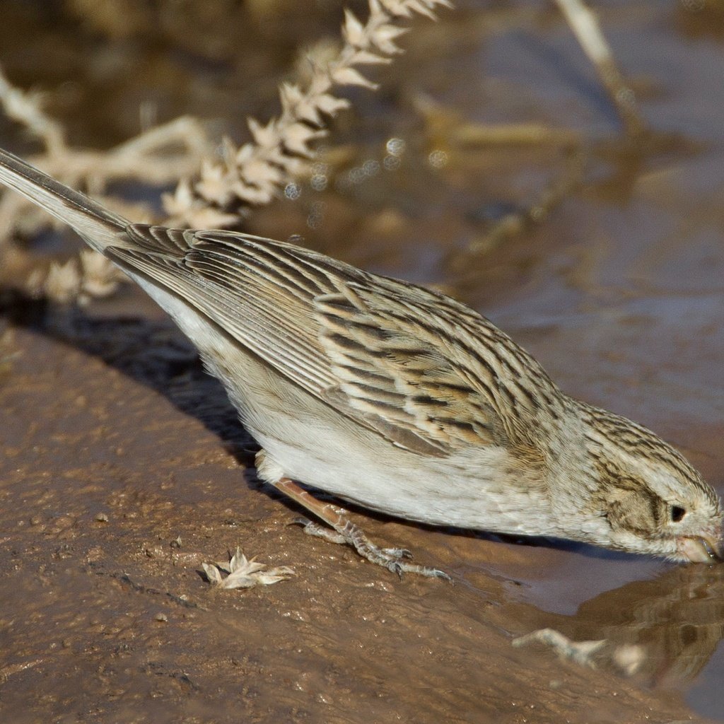 Обои вода, птица, хвост, воробьиная, овсянка, воробьиная овсянка, water, bird, tail, passerine, oatmeal, passerine bunting разрешение 2048x1365 Загрузить