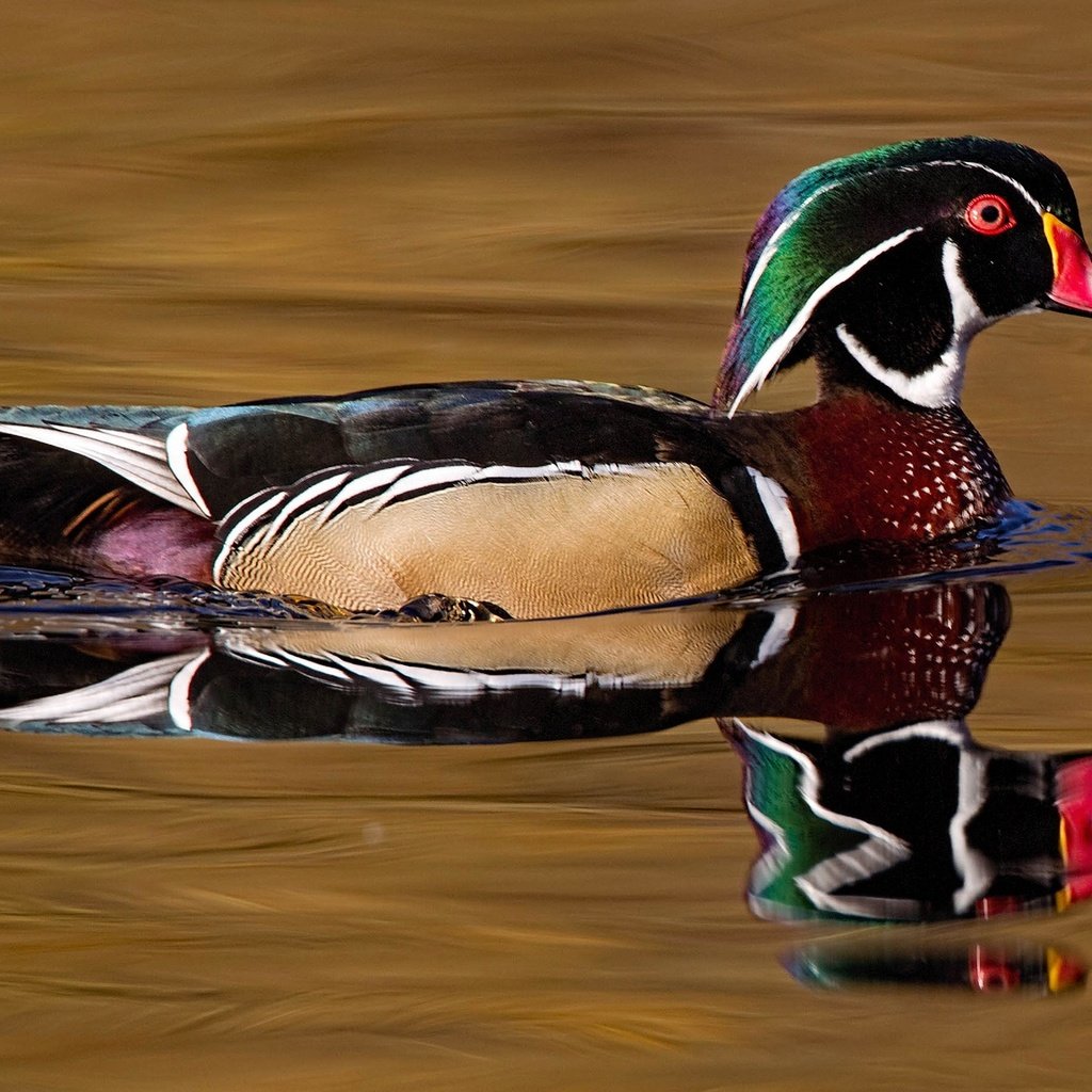 Обои вода, отражение, птица, клюв, перья, утка, каролинская утка, water, reflection, bird, beak, feathers, duck, wood duck разрешение 2048x1152 Загрузить