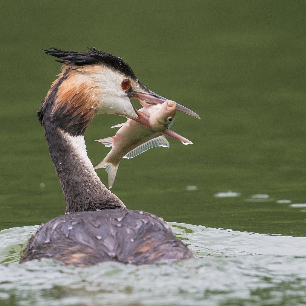 Обои вода, птица, клюв, перья, рыба, улов, большая поганка, чомга, water, bird, beak, feathers, fish, catch, great crested grebe, the great crested grebe разрешение 2048x1343 Загрузить