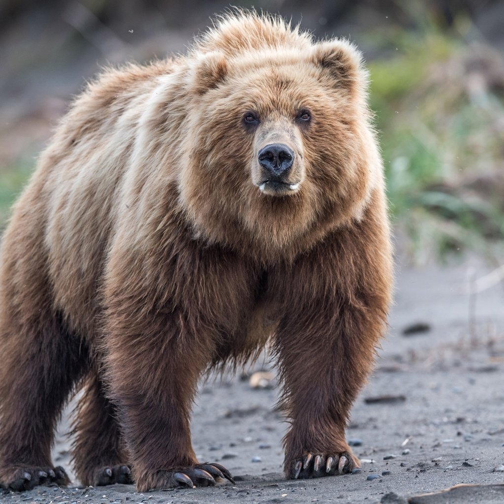 Обои взгляд, медведь, дикая природа, бурый медведь, look, bear, wildlife, brown bear разрешение 2500x1667 Загрузить