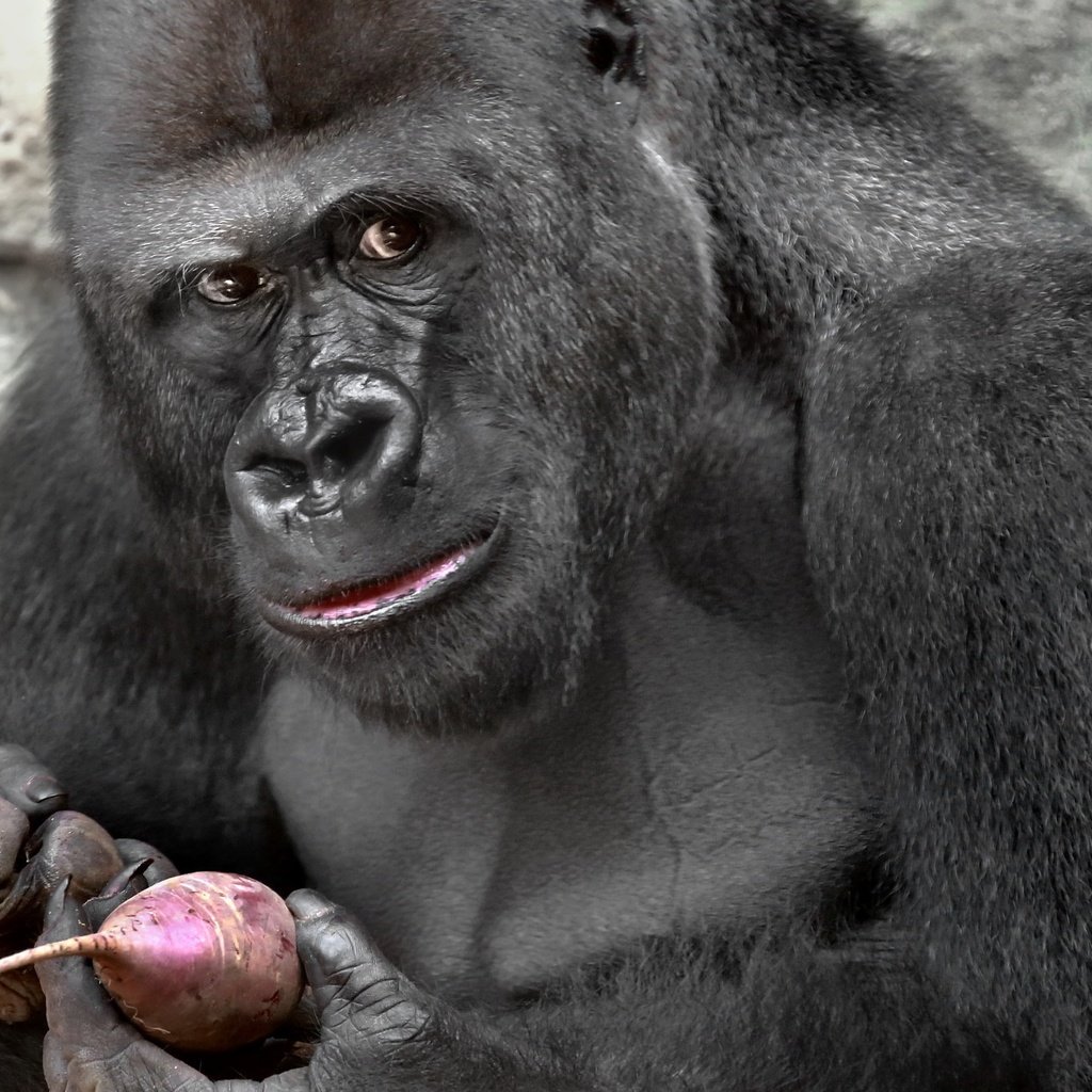 Обои глаза, взгляд, обезьяна, горилла, свекла, eyes, look, monkey, gorilla, beets разрешение 2048x1350 Загрузить