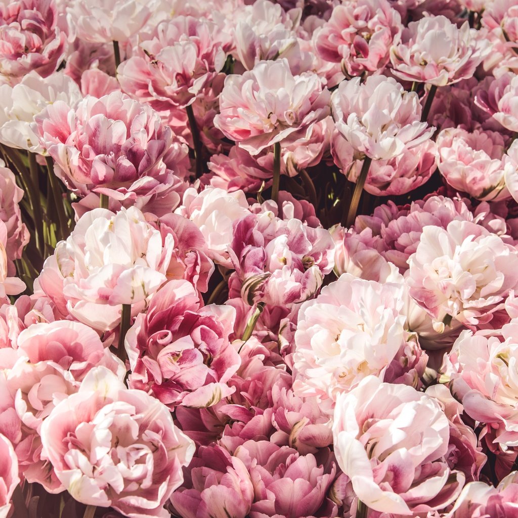 Обои цветы, бутоны, розовые, много, flowers, buds, pink, a lot разрешение 5853x3902 Загрузить