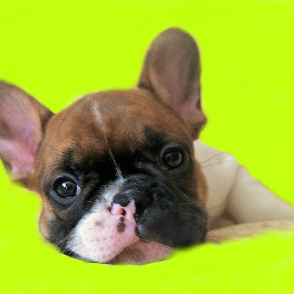 Обои французский бульдог, french bulldog разрешение 3000x1860 Загрузить