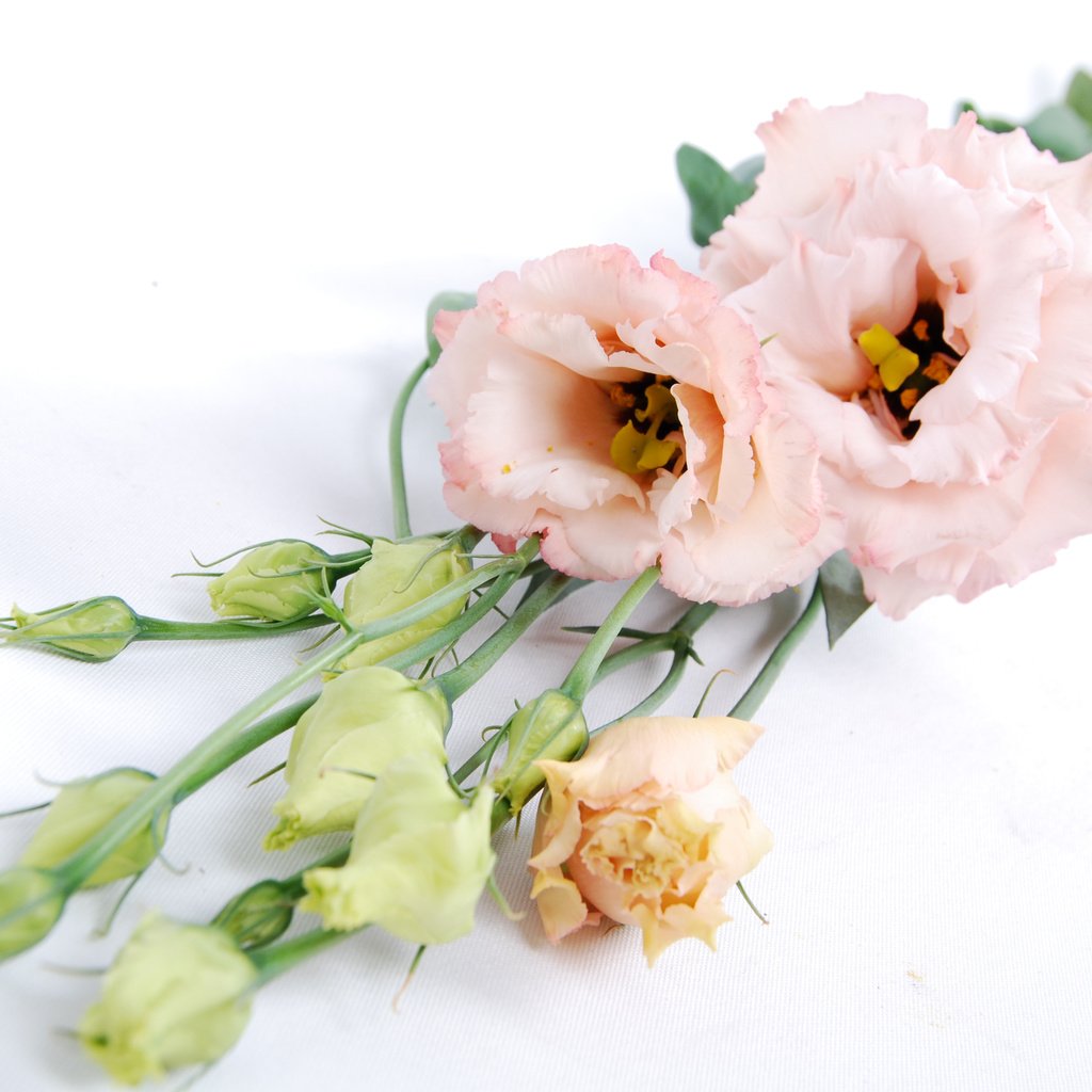 Обои цветы, бутоны, букет, эустома, flowers, buds, bouquet, eustoma разрешение 3456x2314 Загрузить