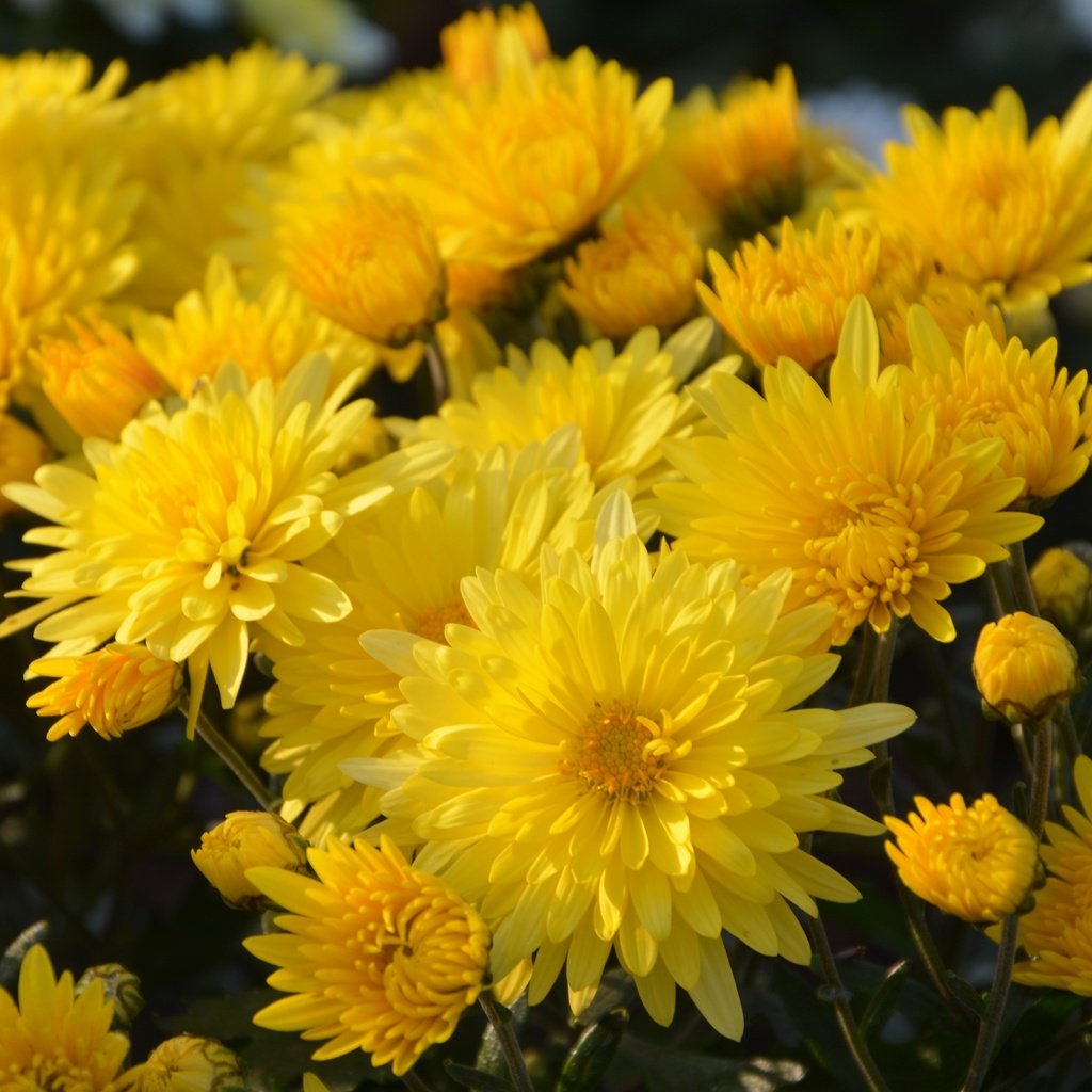 Обои цветы, букет, желтые, хризантемы, flowers, bouquet, yellow, chrysanthemum разрешение 6000x3481 Загрузить