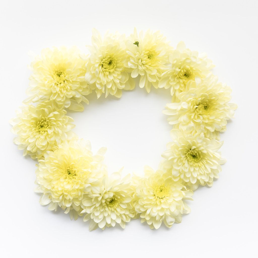 Обои цветы, круг, хризантемы, маргаритки, flowers, round, chrysanthemum, daisy разрешение 6219x4146 Загрузить