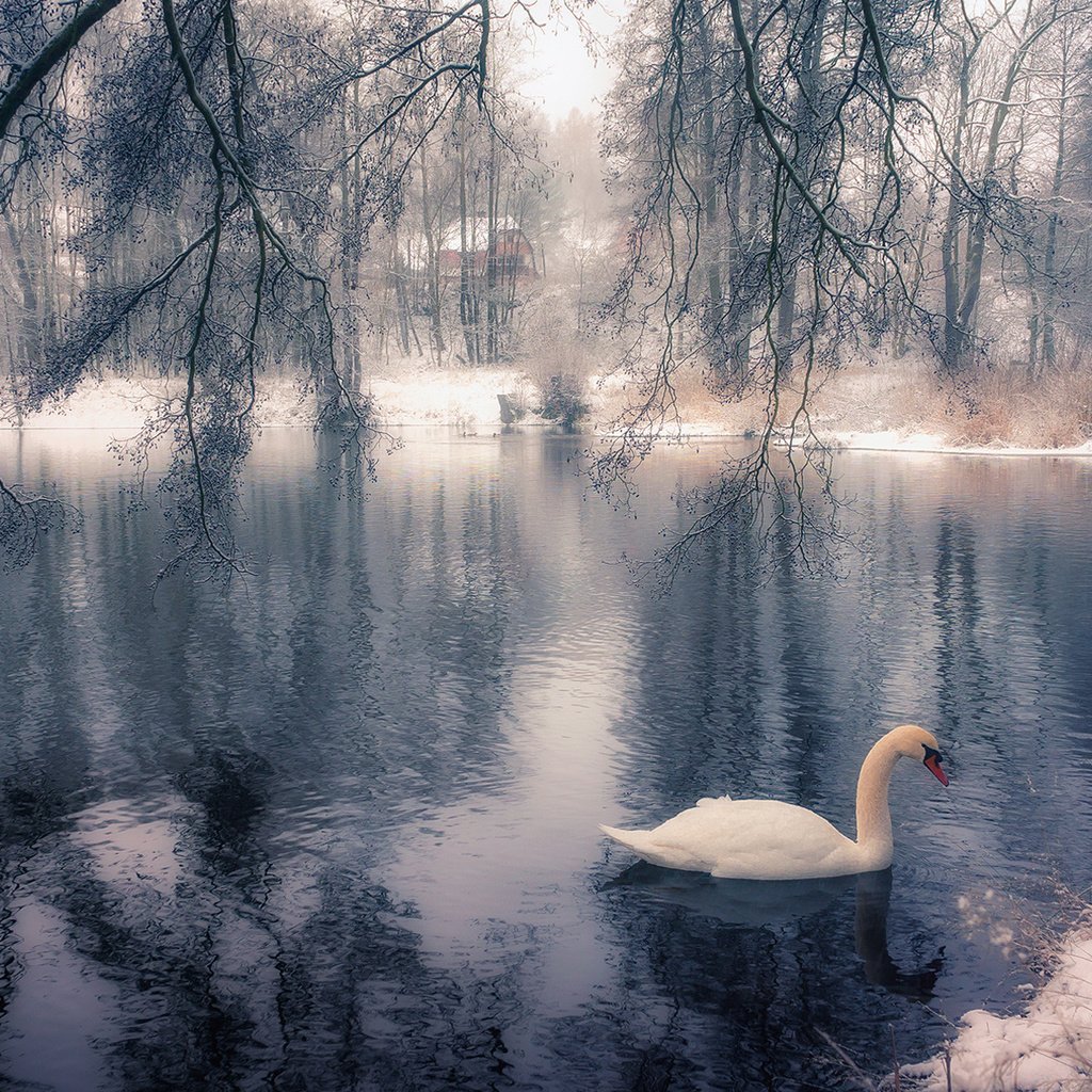 Обои озеро, дерево, зима, парк, ветки, птица, лебедь, lake, tree, winter, park, branches, bird, swan разрешение 1920x1200 Загрузить