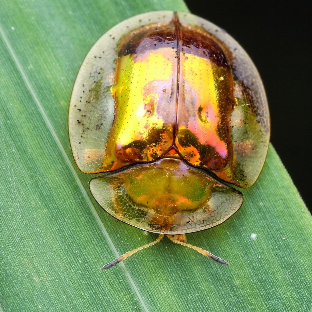 Обои жук, макро, насекомое, фон, травинка, beetle, macro, insect, background, a blade of grass разрешение 1920x1200 Загрузить