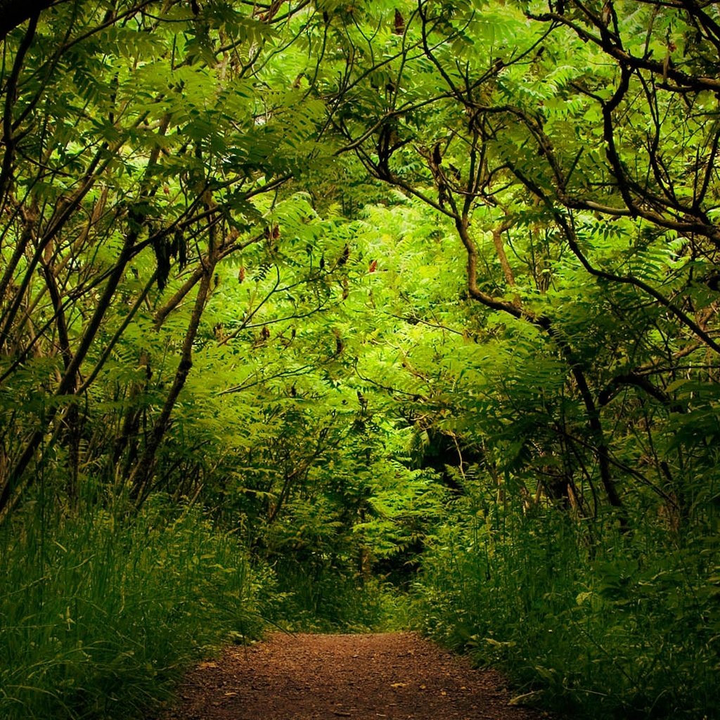 Обои деревья, зелень, лес, дорожка, кусты, trees, greens, forest, track, the bushes разрешение 1920x1080 Загрузить