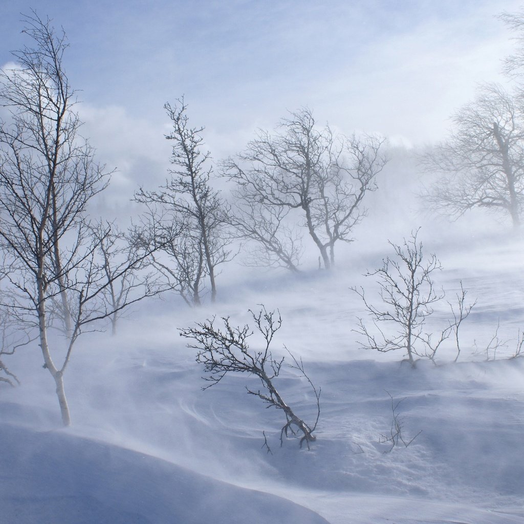 Обои деревья, снег, зима, trees, snow, winter разрешение 1920x1200 Загрузить