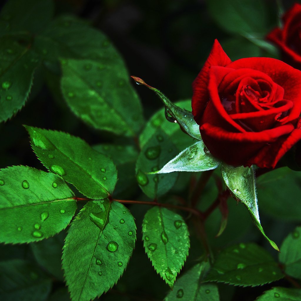 Видеть красные розы. Розы. Красные розы. Куст розы. Садовые розы.