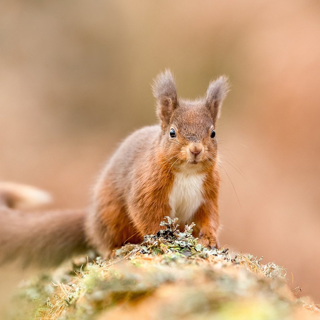 Обои рыжая, белка, белочка, грызун, зверюшка, red, protein, squirrel, rodent, pet разрешение 2048x1365 Загрузить