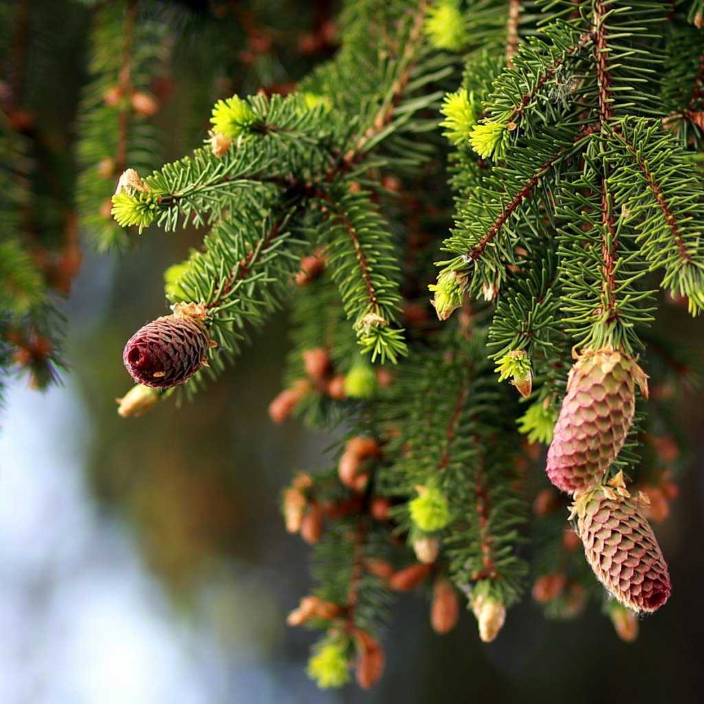 Обои природа, ветки, ель, шишки, nature, branches, spruce, bumps разрешение 2112x1188 Загрузить