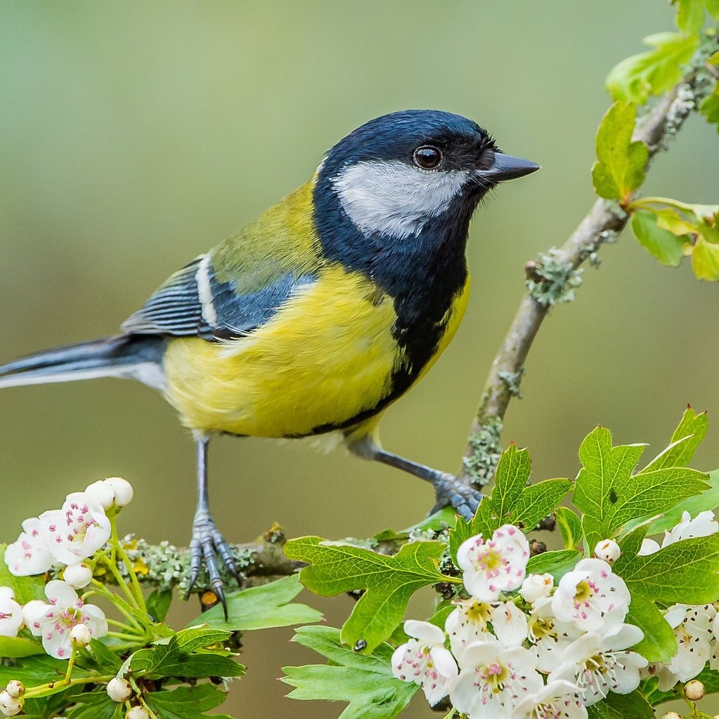 Обои ветка, цветение, птица, цветки, синица, боярышник, branch, flowering, bird, flowers, tit, hawthorn разрешение 2048x1312 Загрузить