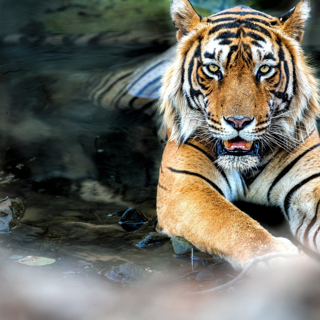 Обои тигр, вода, поза, взгляд, лежит, feline, tiger, water, pose, look, lies разрешение 2112x1188 Загрузить