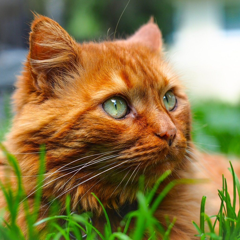 Обои трава, портрет, мордочка, кошка, взгляд, рыжий кот, котейка, grass, portrait, muzzle, cat, look, red cat разрешение 2048x1536 Загрузить