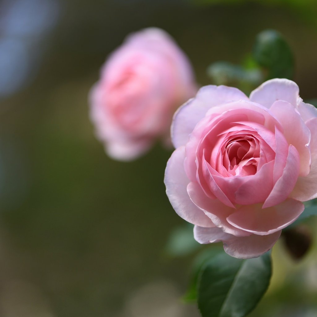 Обои макро, роза, бутон, боке, macro, rose, bud, bokeh разрешение 2048x1367 Загрузить