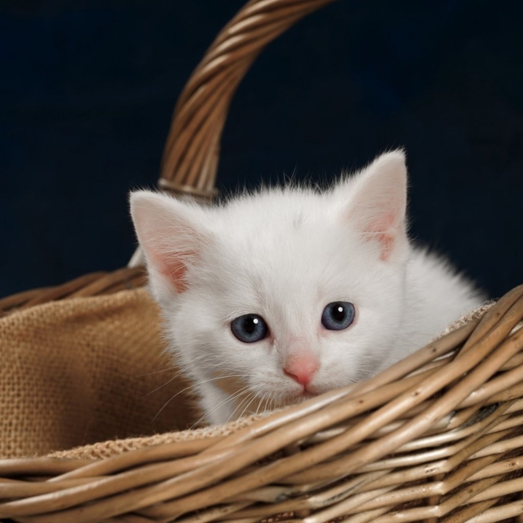 Обои котенок, корзина, kitty, basket разрешение 2560x1440 Загрузить