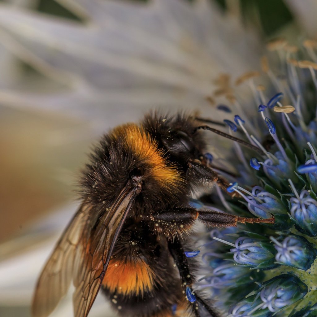 Обои макро, насекомое, фон, цветок, пчела, пыльца, шмель, опыление, macro, insect, background, flower, bee, pollen, bumblebee, pollination разрешение 1920x1080 Загрузить