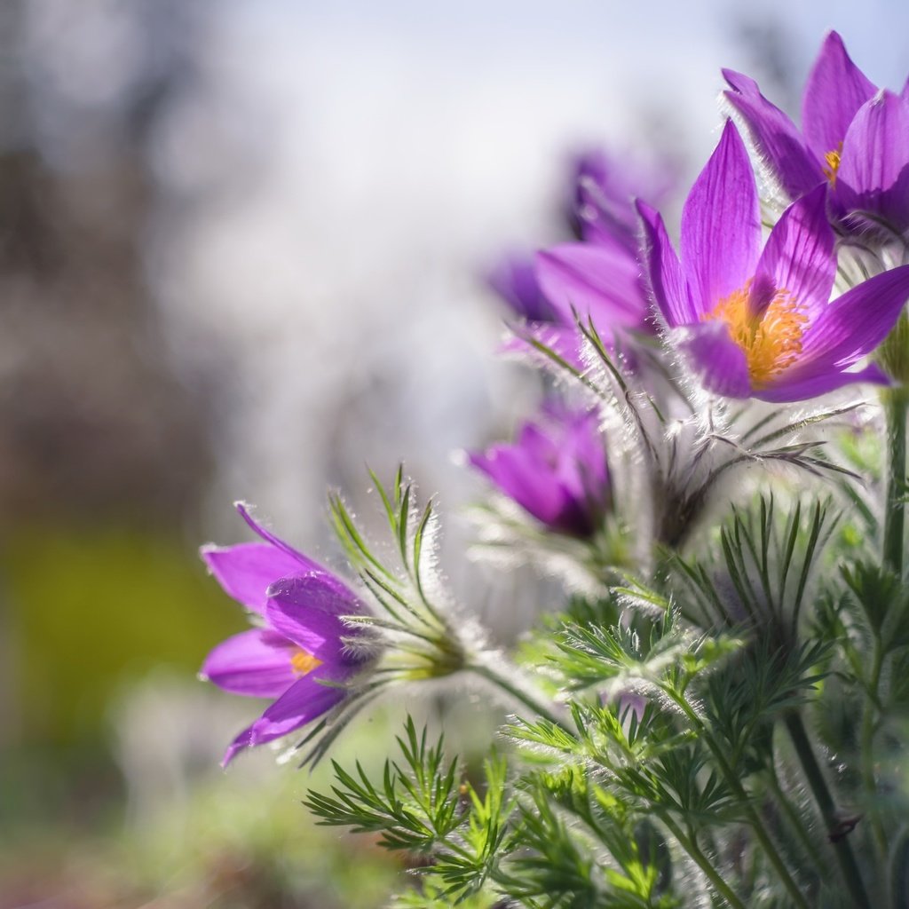 Обои цветы, природа, весна, сон-трава, flowers, nature, spring, sleep-grass разрешение 2048x1367 Загрузить