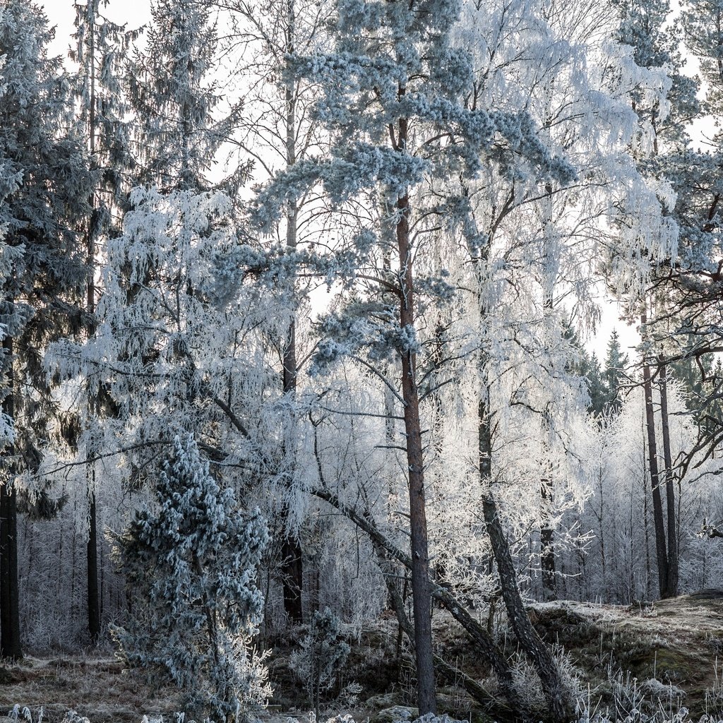 Обои деревья, природа, лес, зима, пейзаж, мороз, иней, лодки, trees, nature, forest, winter, landscape, frost, boats разрешение 2560x1600 Загрузить