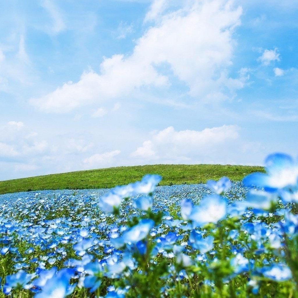 Обои небо, облака, поле, простор, лен, the sky, clouds, field, space, len разрешение 1920x1281 Загрузить