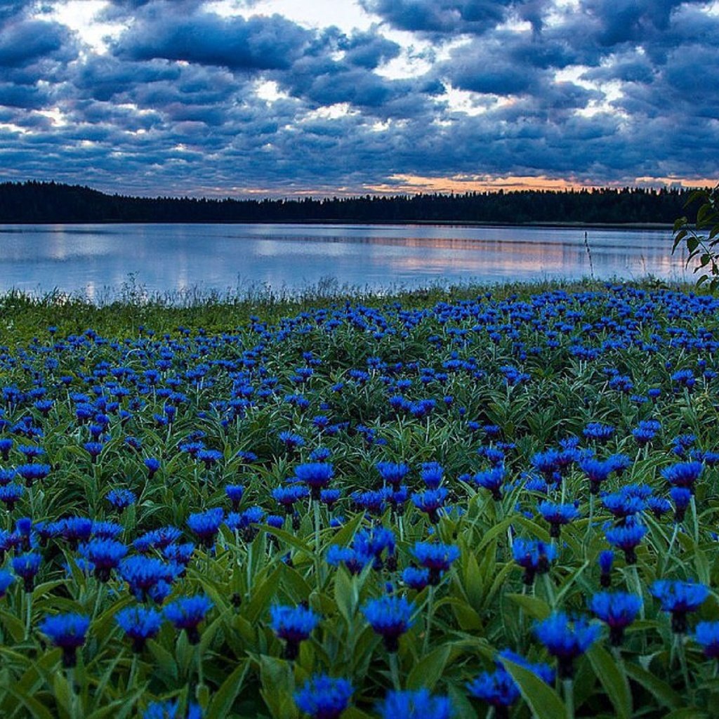 Обои небо, облака, поле, васильки река, the sky, clouds, field, cornflowers river разрешение 1924x1277 Загрузить