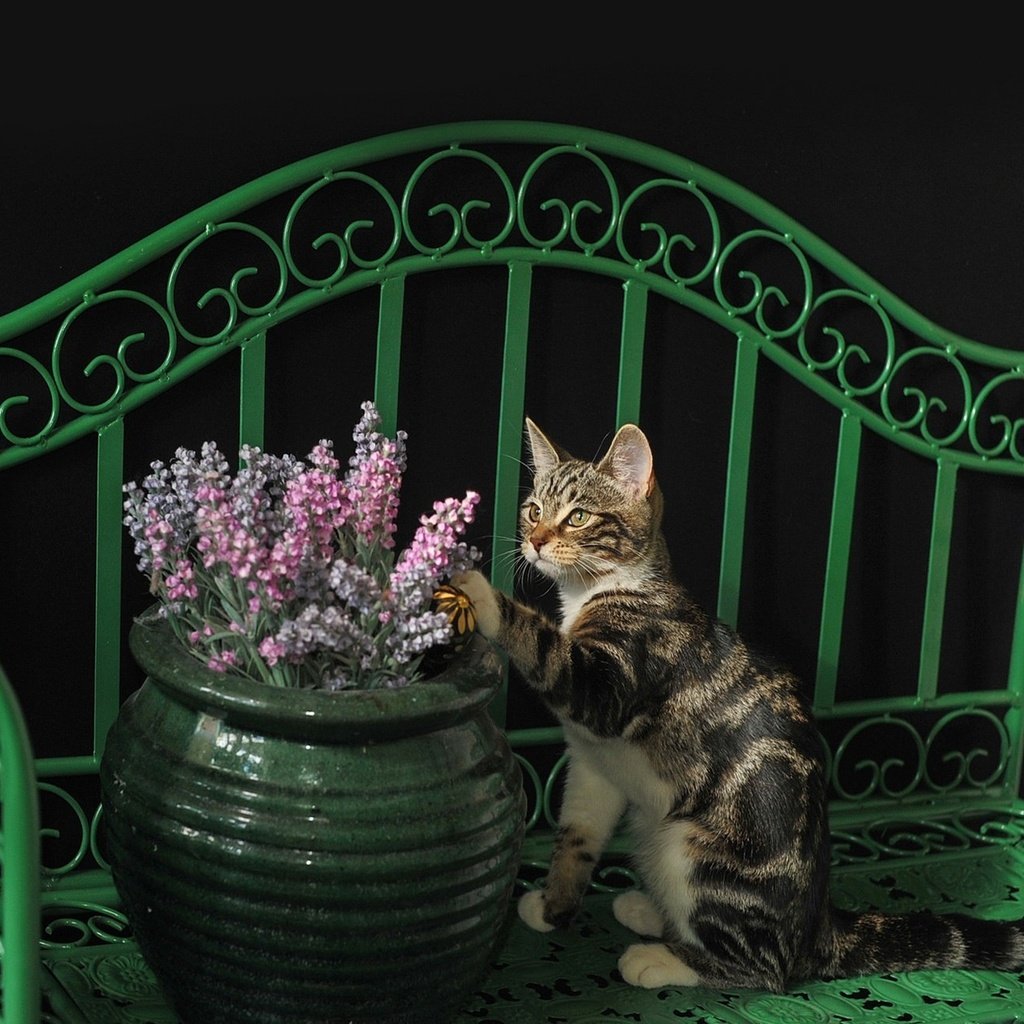 Обои кот, кошка, лавочка, киса, коте, ваза с цветами, cat, shop, kitty, kota, vase with flowers разрешение 2048x1304 Загрузить