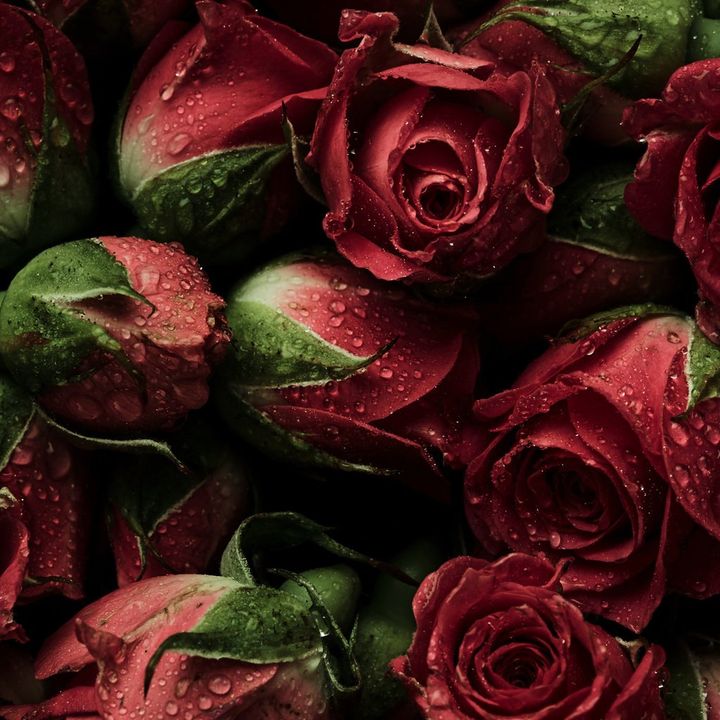 Обои цветы, бутоны, фон, розы, красные, парное, естественная, flowers, buds, background, roses, red, fresh, natural разрешение 2112x1188 Загрузить