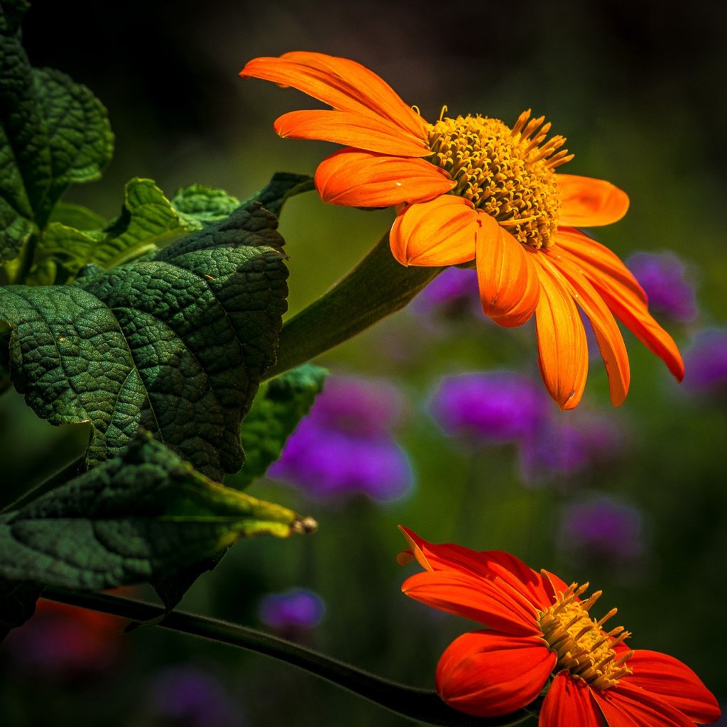 Обои цветы, листья, лепестки, боке, титония, flowers, leaves, petals, bokeh, titania разрешение 2112x1188 Загрузить