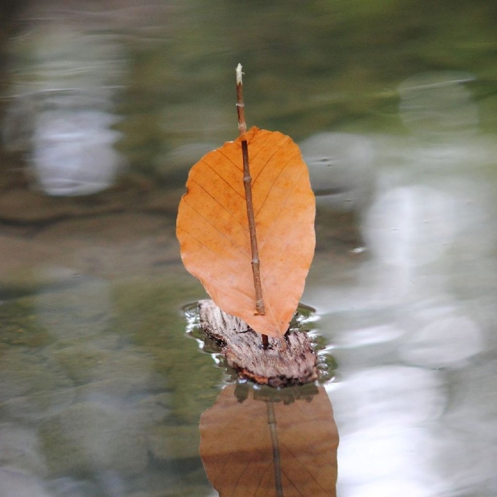 Обои осень, листик, лужа, парус, autumn, leaf, puddle, sail разрешение 1920x1280 Загрузить