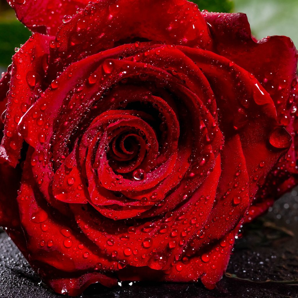 Обои цветок, капли, роза, красный, бутон, крупный план, мокрая, боке, flower, drops, rose, red, bud, close-up, wet, bokeh разрешение 2112x1188 Загрузить
