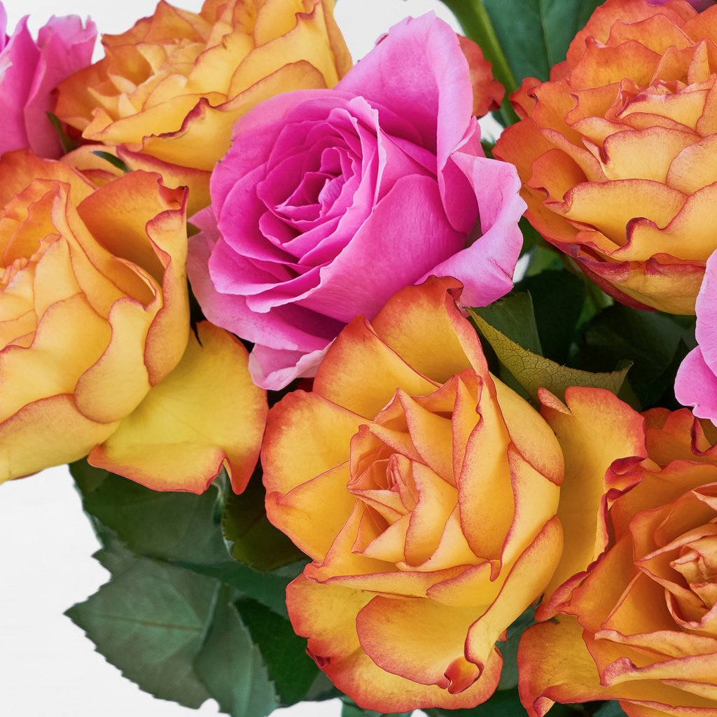 Обои фон, розы, белый, букет, окрас, background, roses, white, bouquet, color разрешение 2112x1188 Загрузить