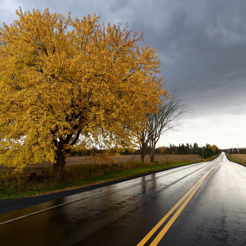 Обои дорога, дерево, поле, осень, урожай, road, tree, field, autumn, harvest разрешение 2112x1188 Загрузить