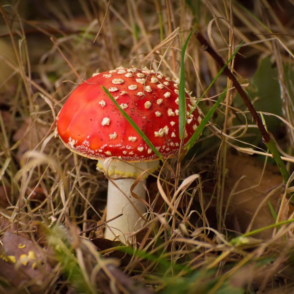 Обои осень, гриб, мох, autumn, mushroom, moss разрешение 1920x1200 Загрузить