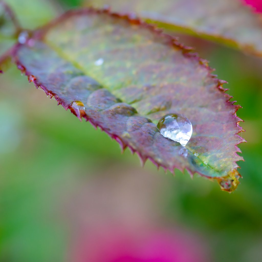 Обои листья, макро, капля дождя, leaves, macro, a drop of rain разрешение 2304x1536 Загрузить