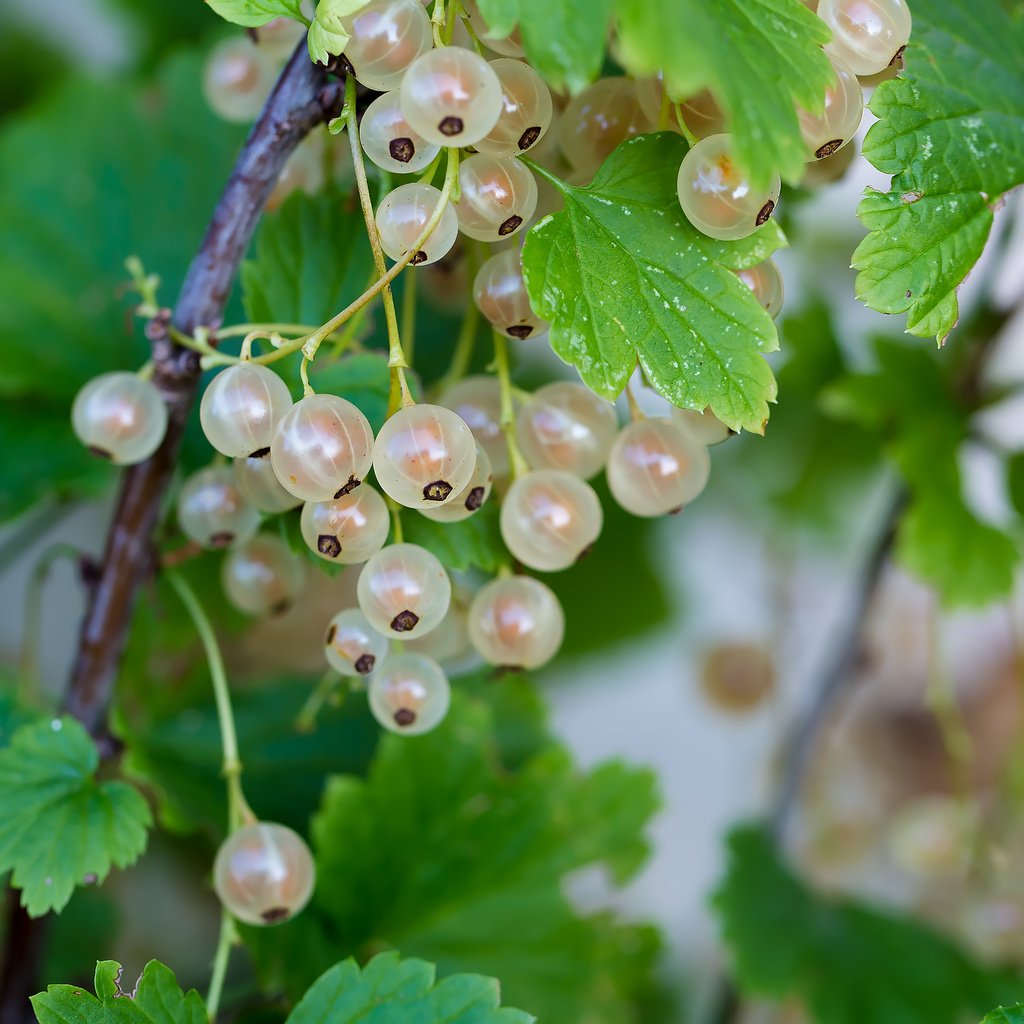 Обои природа, лето, ягоды, смородина, белая смородина, nature, summer, berries, currants, white currants разрешение 2210x1474 Загрузить