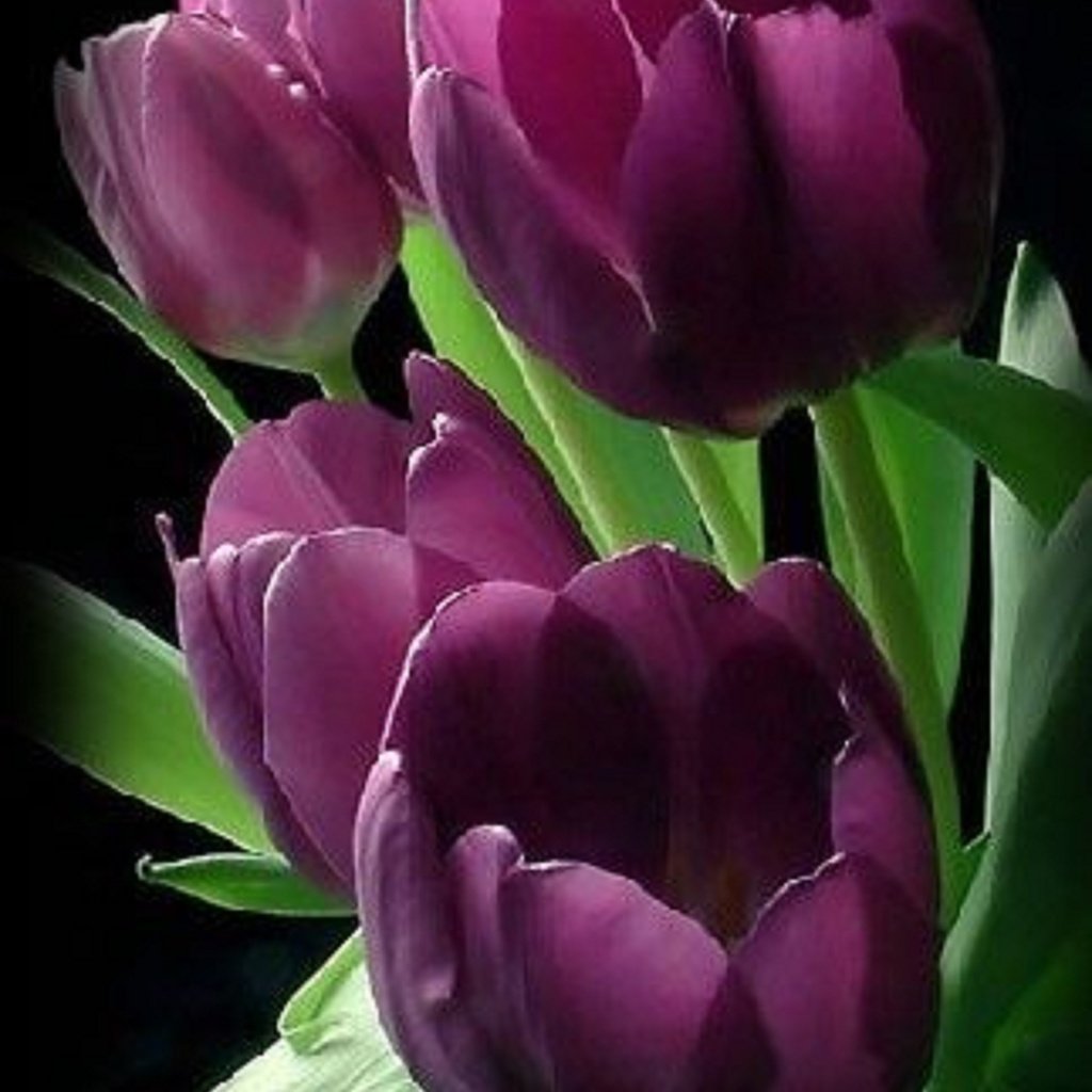 Обои черный фон, тюльпаны, бордовый, black background, tulips, burgundy разрешение 1920x3406 Загрузить