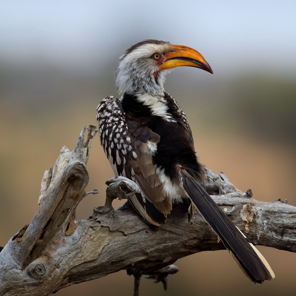 Обои национальный парк крюгера, southern yellow-billed hornbill, wild south africa, kruger national park разрешение 2112x1188 Загрузить