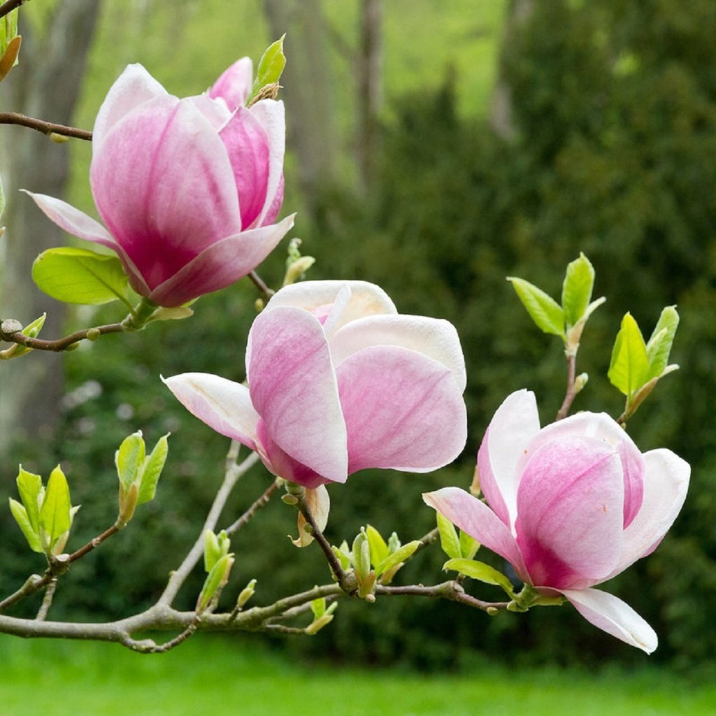 Обои весна, цветёт, магнолия, spring, blooms, magnolia разрешение 1920x1280 Загрузить