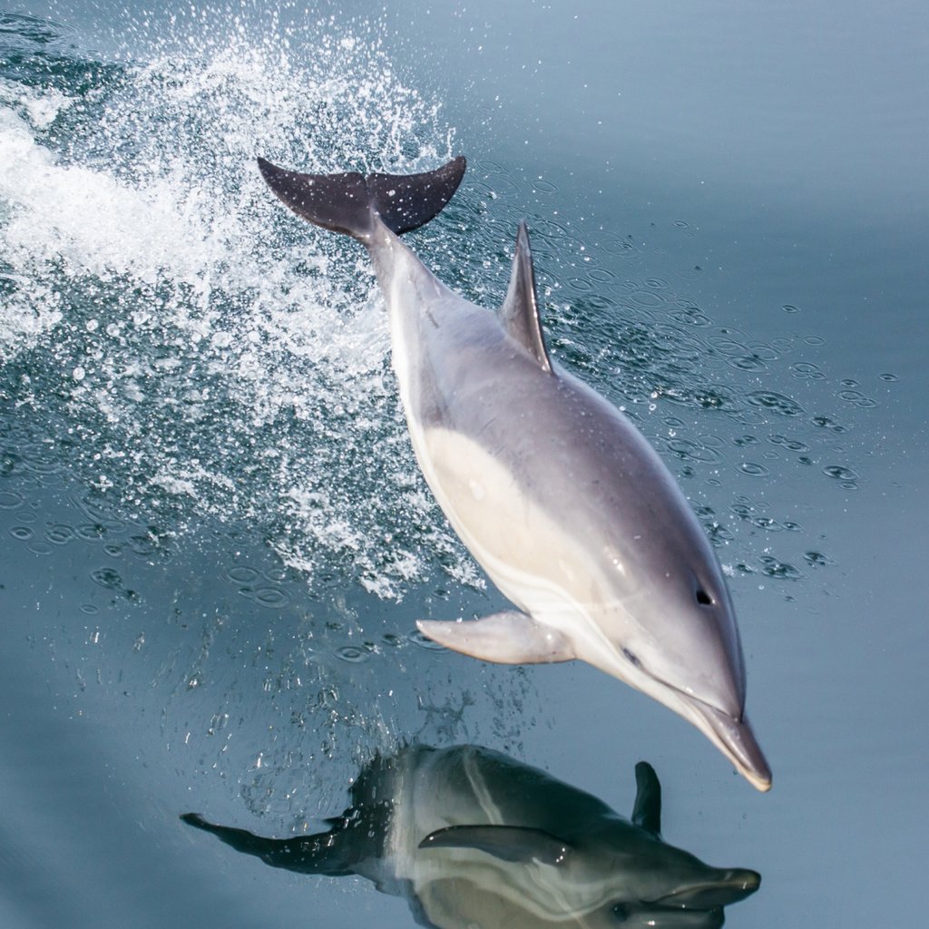 Обои вода, отражение, море, брызги, прыжок, дельфин, water, reflection, sea, squirt, jump, dolphin разрешение 2112x1188 Загрузить