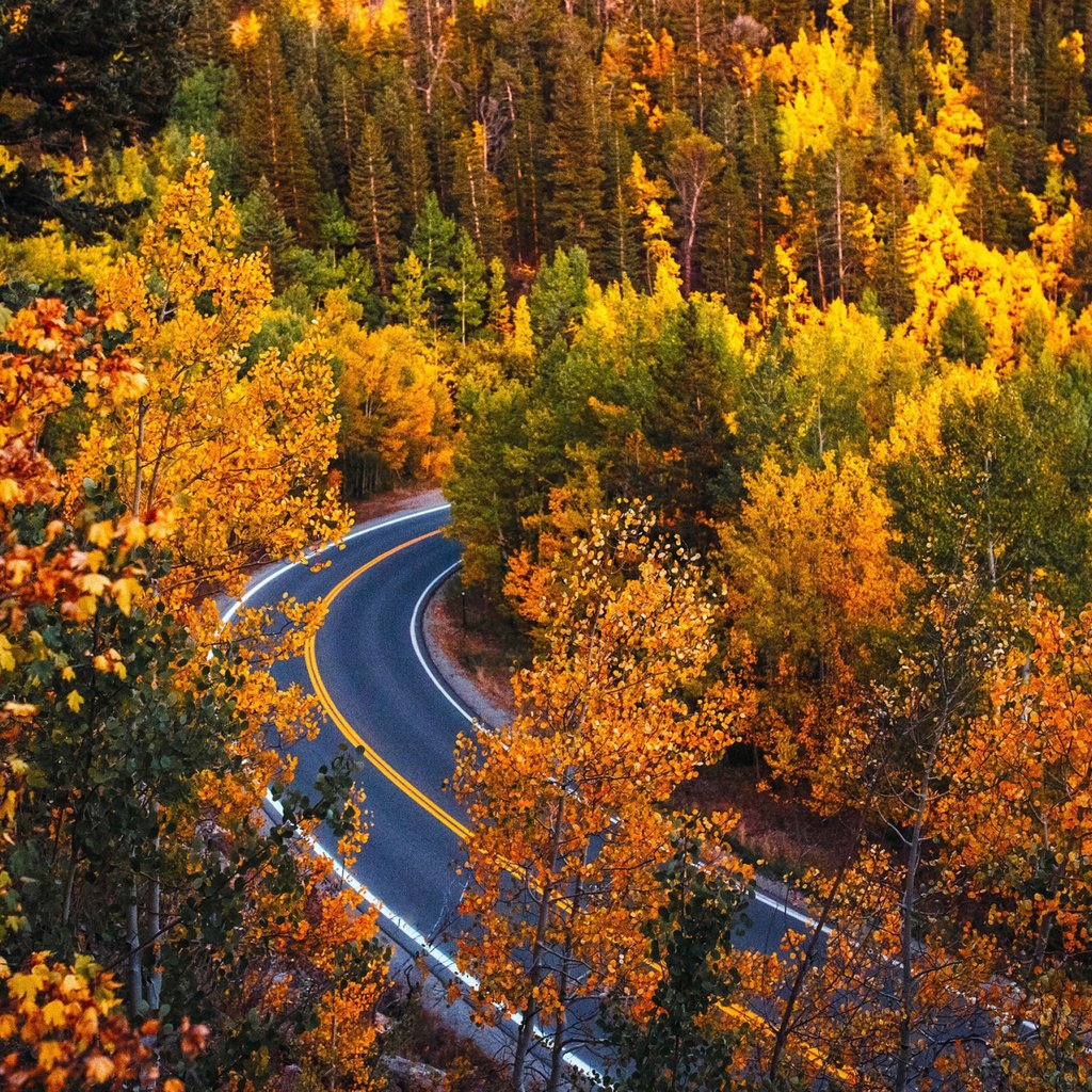 Обои дорога, деревья, лес, осень, колорадо, road, trees, forest, autumn, colorado разрешение 2112x1188 Загрузить