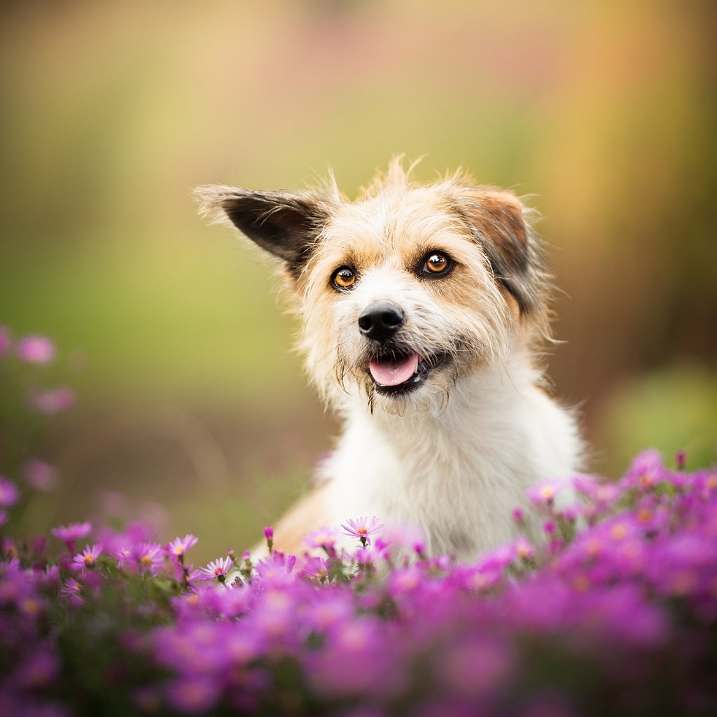 Обои цветы, собака, песик, боке, flowers, dog, doggie, bokeh разрешение 2048x1347 Загрузить