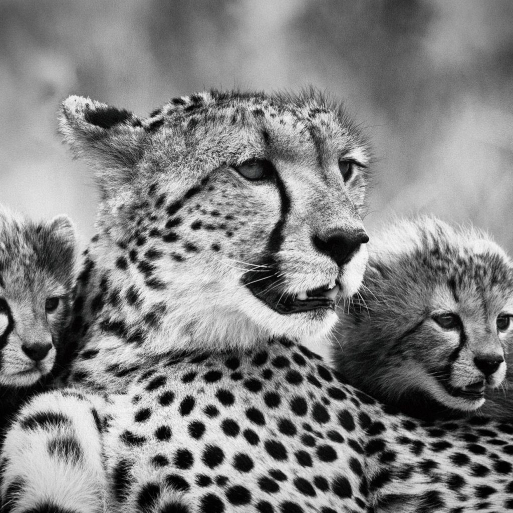 Обои мама, гепарды, детеныши, чёрно - белое фото, mom, cheetahs, cubs, black and white photo разрешение 2112x1188 Загрузить