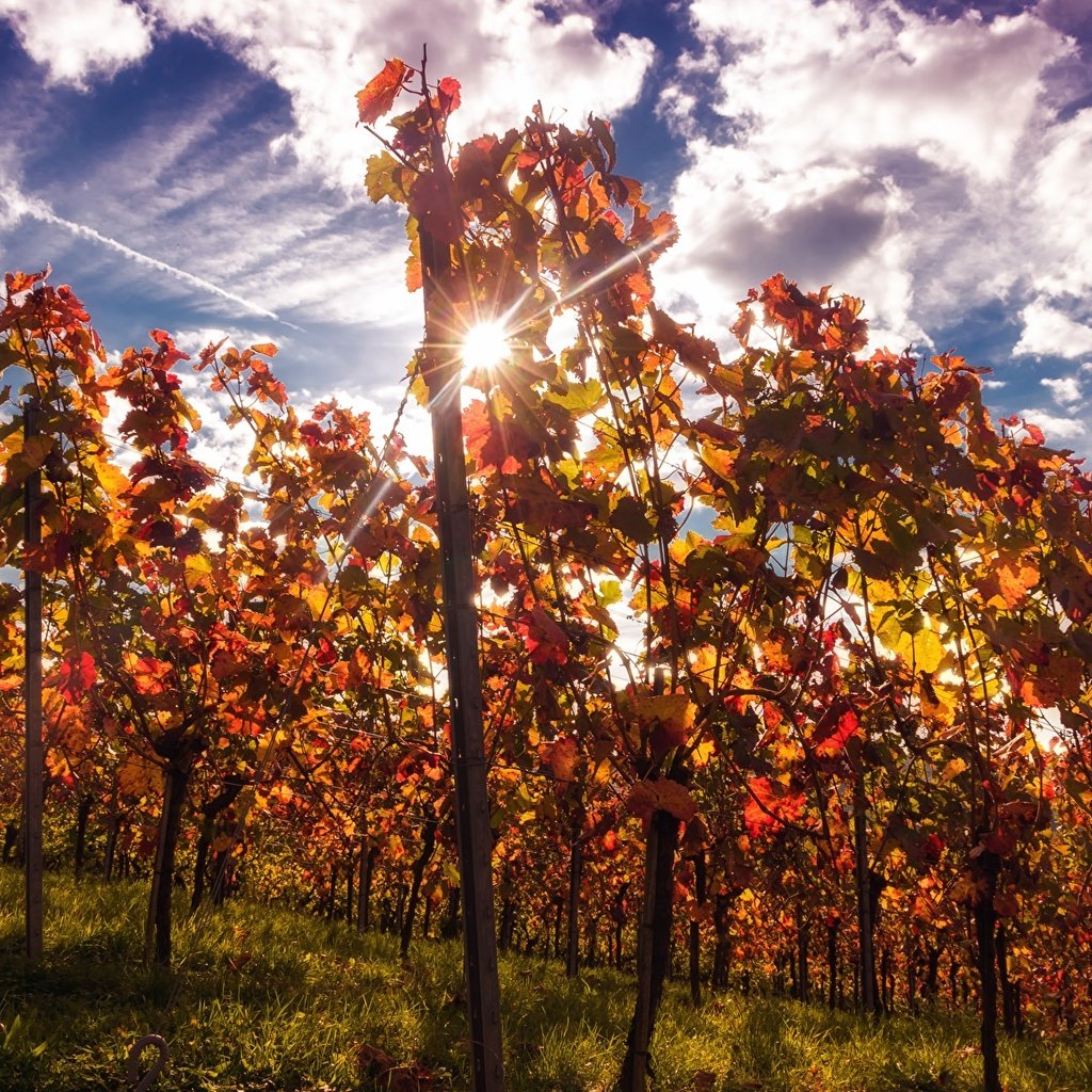 Обои небо, облака, природа, лучи, виноград, кусты, осень, виноградник, the sky, clouds, nature, rays, grapes, the bushes, autumn, vineyard разрешение 1920x1200 Загрузить